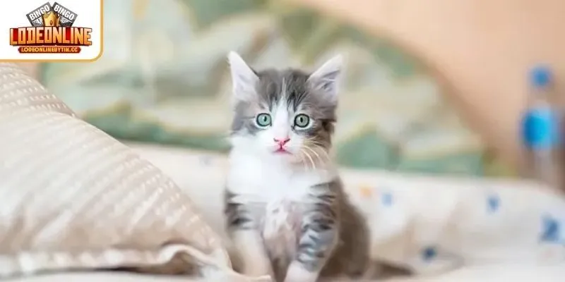 Giải mã các trường hợp phổ biến chiêm bao thấy mèo