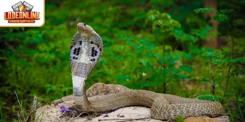 Giải mã giấc mơ thấy rắn hổ mang chi tiết a - z