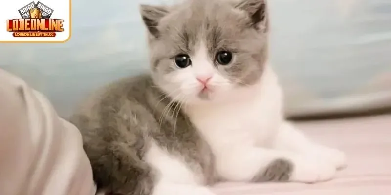 Ý nghĩa của giấc mơ nằm thấy mèo